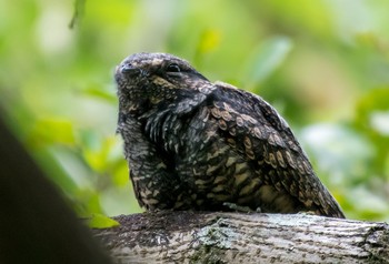 Grey Nightjar 埼玉県 Thu, 10/22/2020