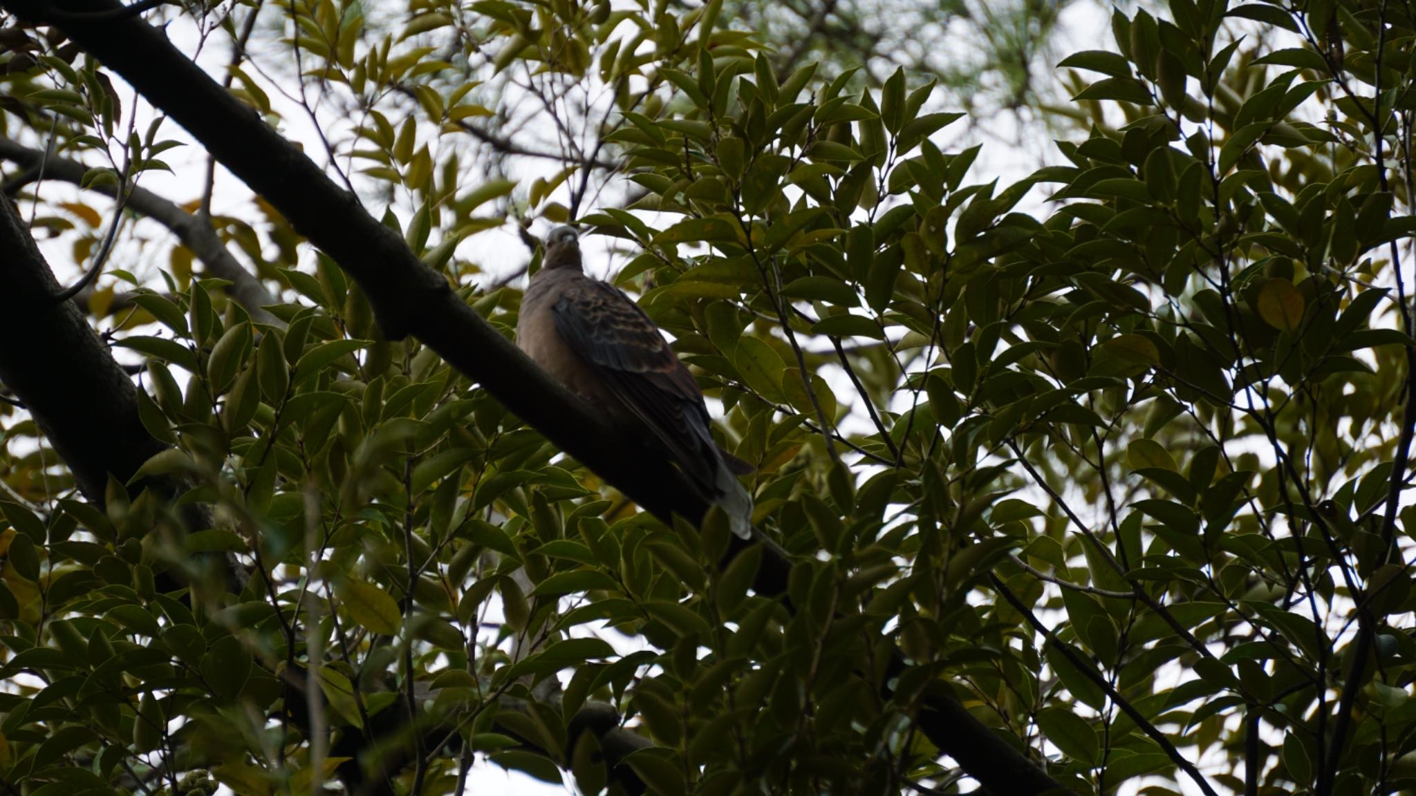 大宮公園 キジバトの写真 by ツピ太郎