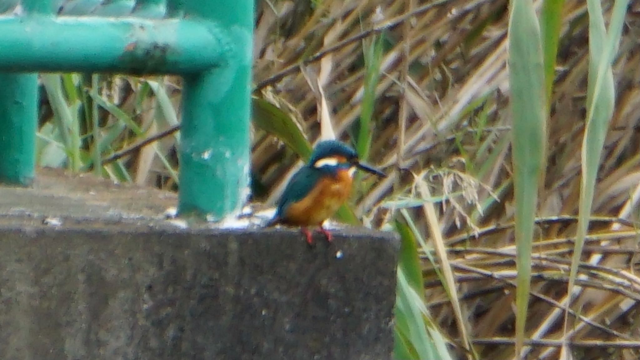 大宮公園 カワセミの写真 by ツピ太郎