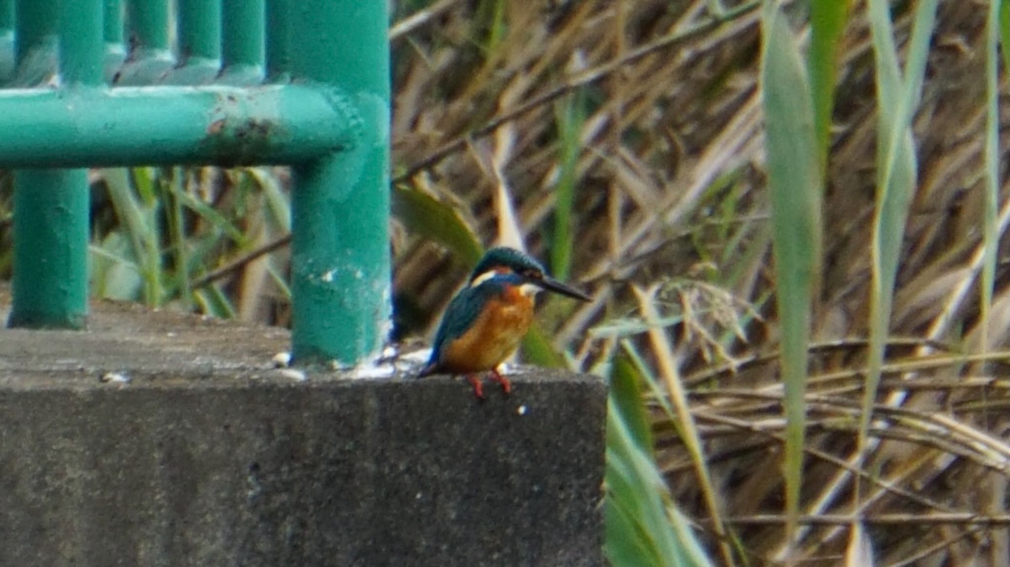 大宮公園 カワセミの写真 by ツピ太郎