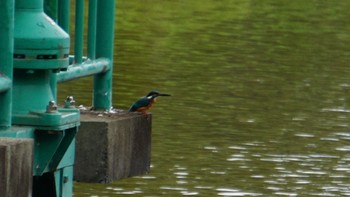 カワセミ 大宮公園 2020年10月22日(木)