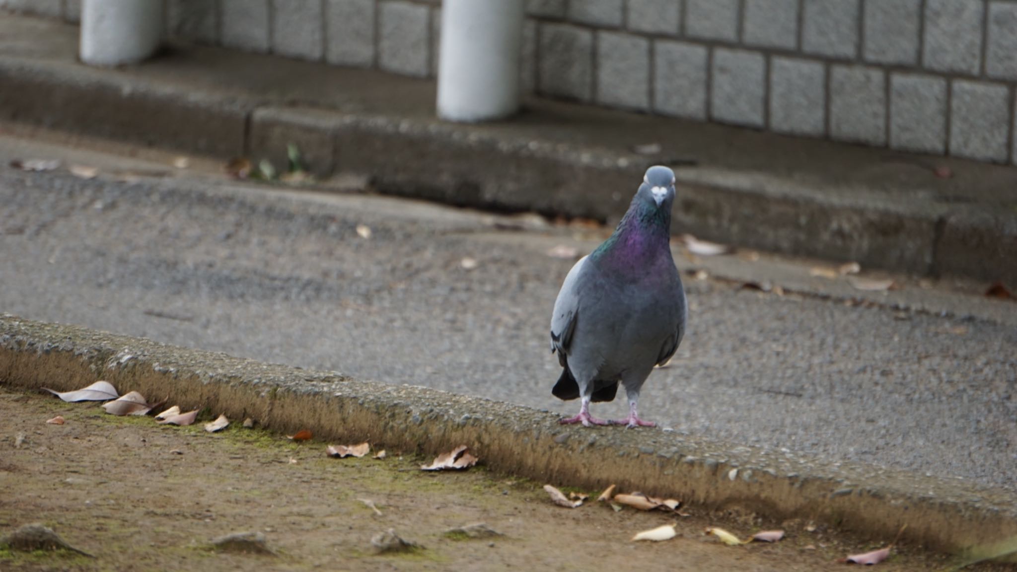 大宮公園 カワラバトの写真 by 鳥散歩