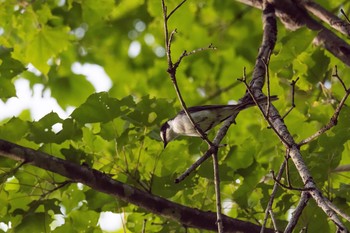 サンショウクイ 新潟県 2016年6月6日(月)