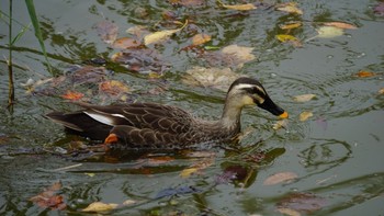 カルガモ 大宮公園 2020年10月22日(木)