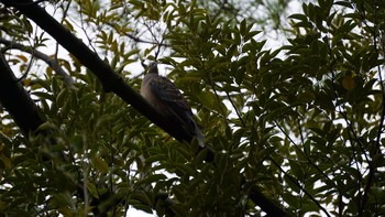 キジバト 大宮公園 2020年10月22日(木)