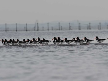 2020年10月22日(木) ふなばし三番瀬海浜公園の野鳥観察記録