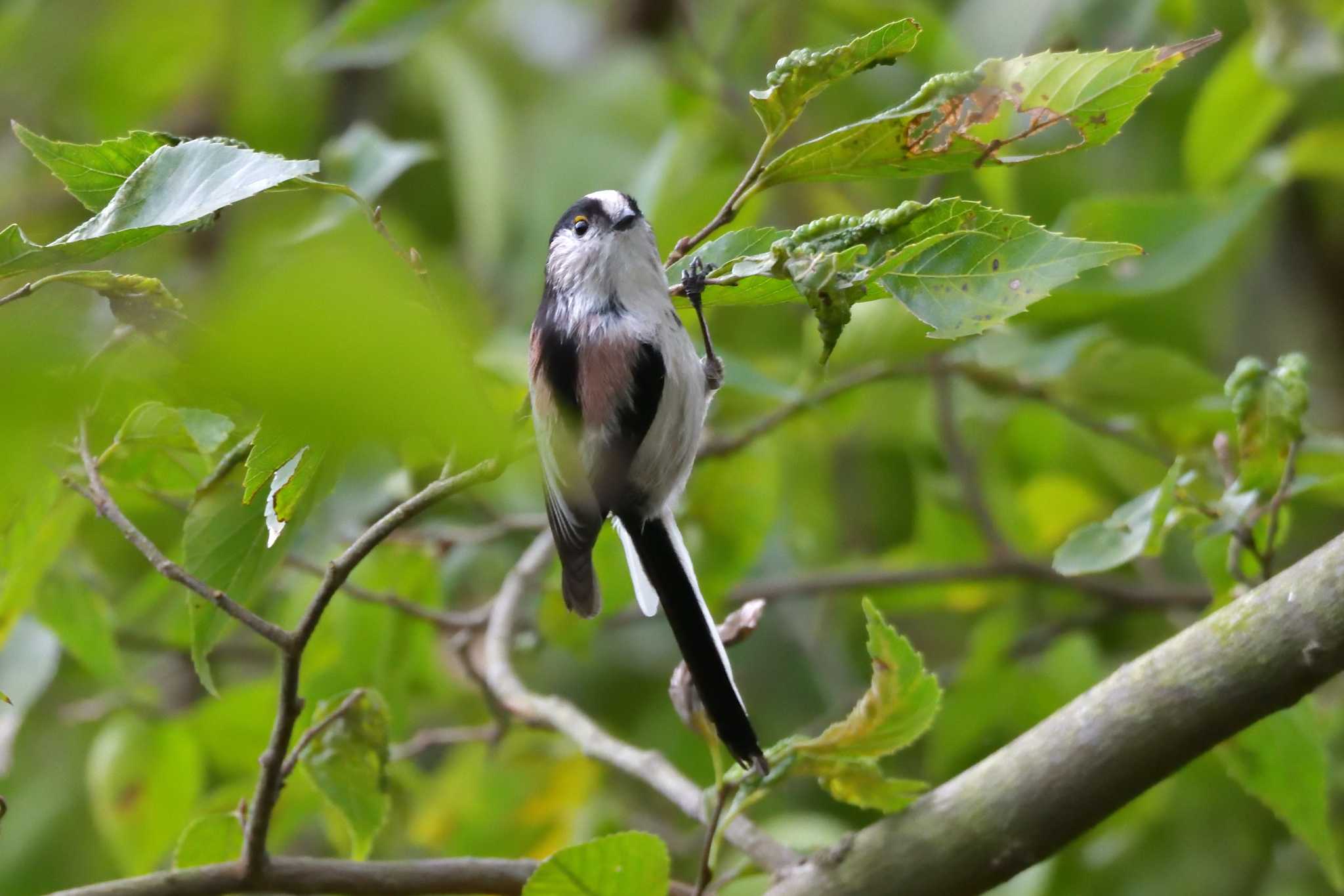 引地川親水公園 エナガの写真 by Tosh@Bird