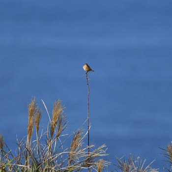 Amur Stonechat Mishima Island Sun, 10/18/2020