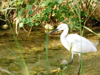 Little Egret 神戸市 Wed, 10/21/2020