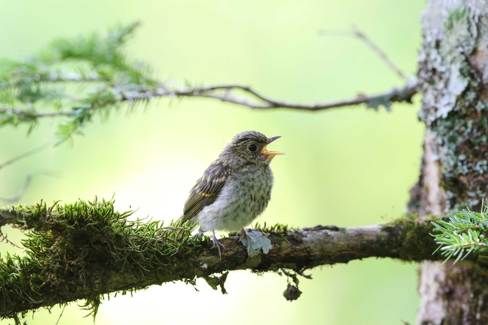 Photo of Narcissus Flycatcher at Senjogahara Marshland by Trio