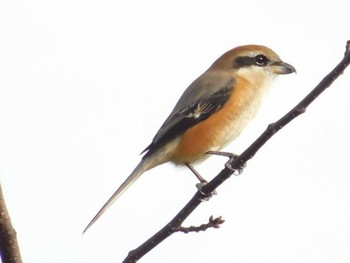 Bull-headed Shrike 神戸市 Wed, 10/21/2020