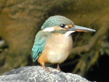 Common Kingfisher 神戸市 Wed, 10/21/2020