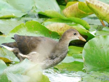 Common Moorhen Unknown Spots Wed, 10/21/2020