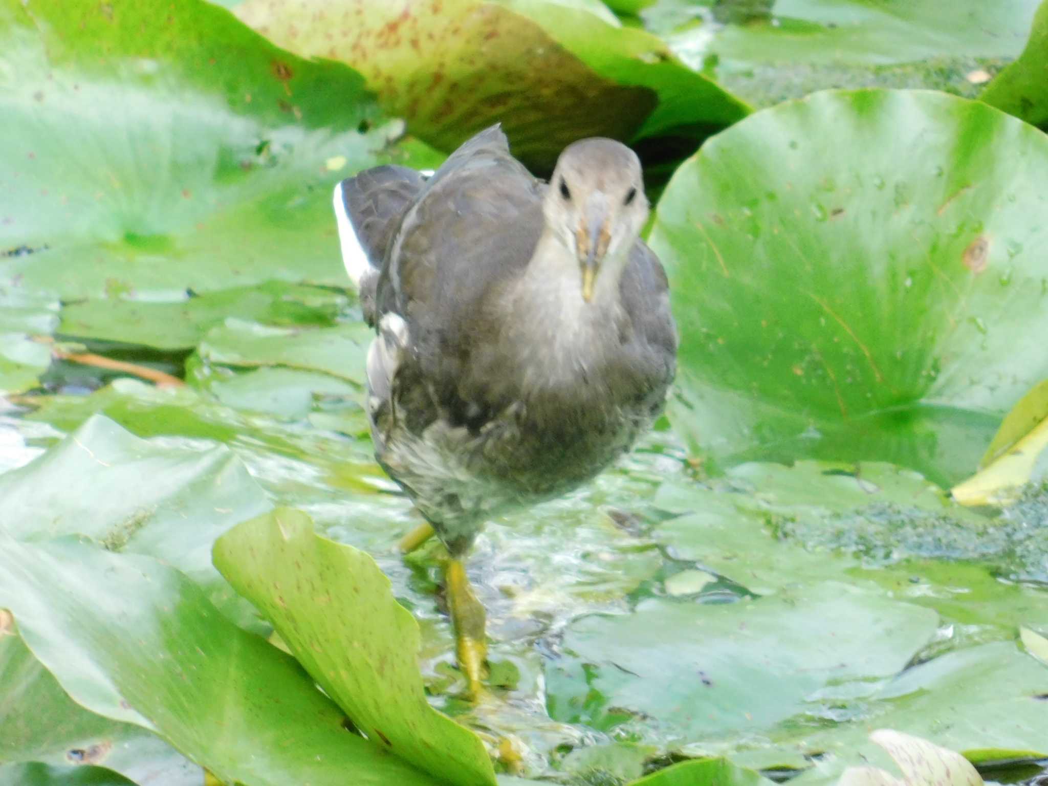 この鳥は何でしょうか？▶︎16分後に教えてもらいました❗️ by ロラたん