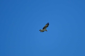 Osprey 平筒沼(宮城県登米市) Fri, 8/12/2016