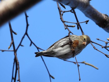 Eurasian Siskin Senjogahara Marshland Wed, 10/21/2020