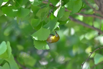 メジロ 聚楽園公園 2020年10月20日(火)