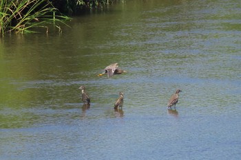 Black-crowned Night Heron 宮城県登米市 Sat, 8/13/2016