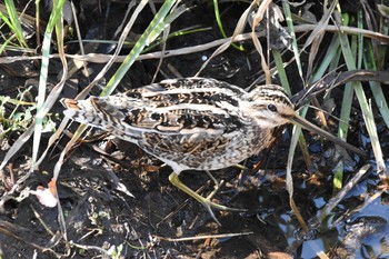 タシギ 帷子川 2019年3月17日(日)