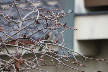 Brown-eared Bulbul 深谷市 Unknown Date