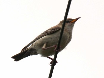 Rosy Starling Yoron Island Fri, 10/23/2020