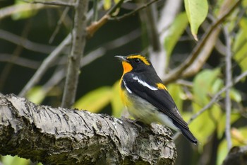 Narcissus Flycatcher Unknown Spots Fri, 10/16/2020