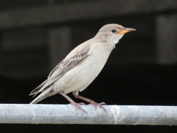 Rosy Starling Yoron Island Fri, 10/23/2020