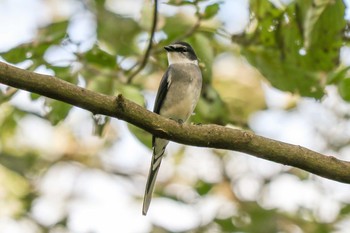 2020年10月18日(日) 舞岡公園の野鳥観察記録