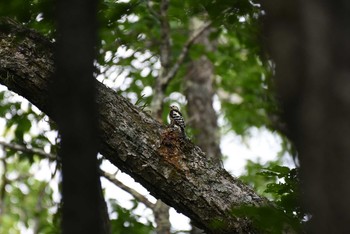 Great Spotted Woodpecker 奥日光 Thu, 8/11/2016