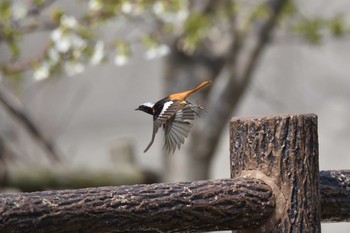 Daurian Redstart Mishima Island Sat, 3/24/2018