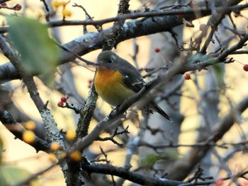 Mugimaki Flycatcher Senjogahara Marshland Wed, 10/21/2020