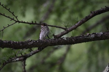 Dark-sided Flycatcher 奥日光 Thu, 8/11/2016