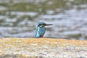 Common Kingfisher 猪名川 Thu, 10/22/2020