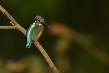 Common Kingfisher Unknown Spots Wed, 10/21/2020