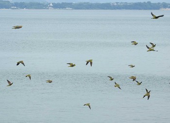 アオバト 浜名湖 2016年8月12日(金)