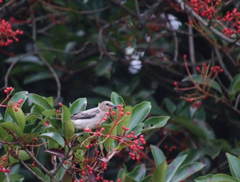 Chestnut-cheeked Starling 千葉県 Sun, 8/14/2016