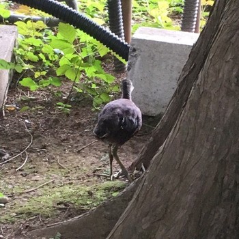 Fri, 8/12/2016 Birding report at 別所沼公園(埼玉県)