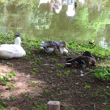 Domestic duck 別所沼公園(埼玉県) Fri, 8/12/2016