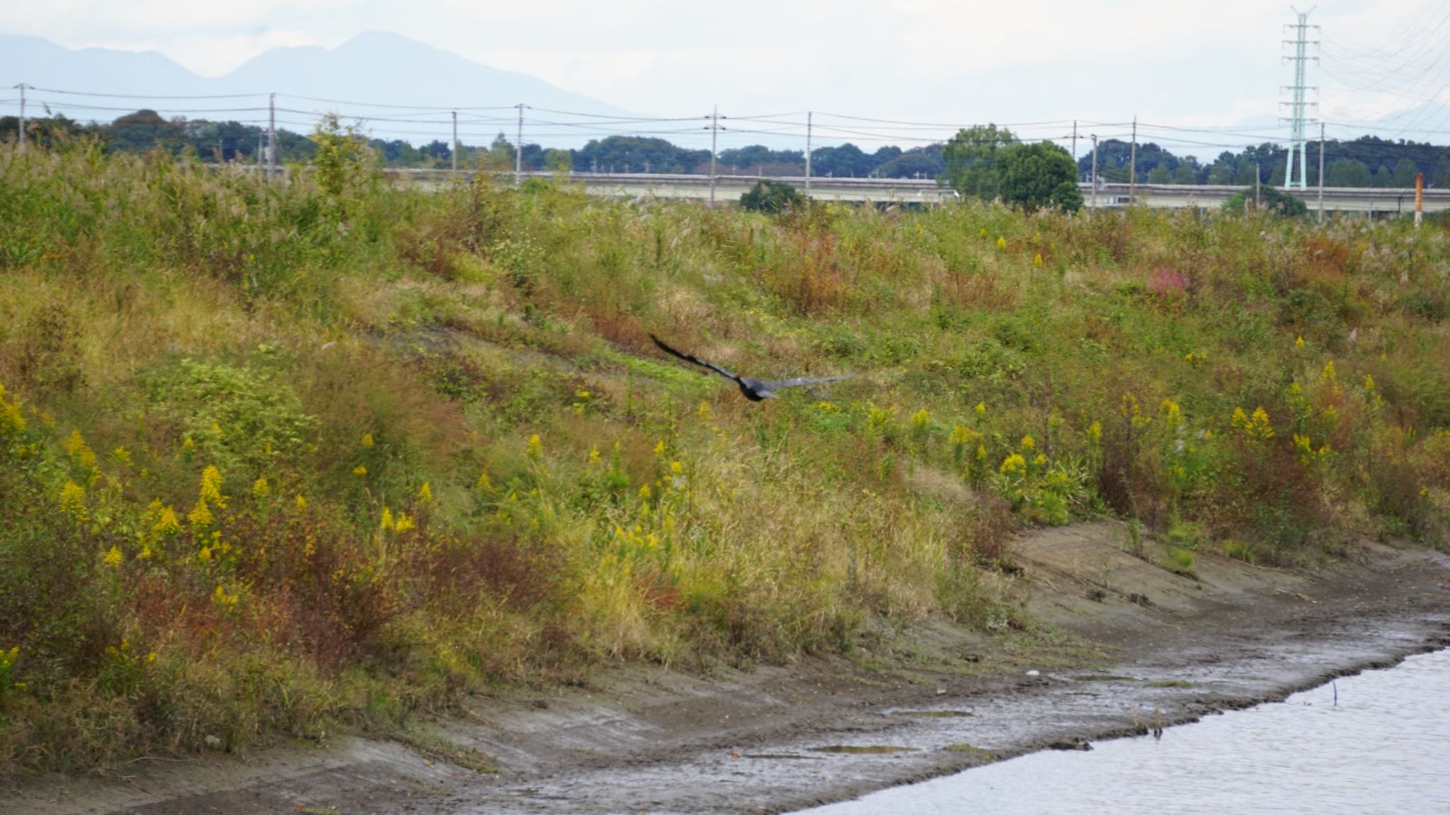 芝川第一調節池(芝川貯水池) ハシボソガラスの写真 by ツピ太郎