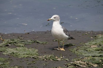 Sun, 8/14/2016 Birding report at Yatsu-higata