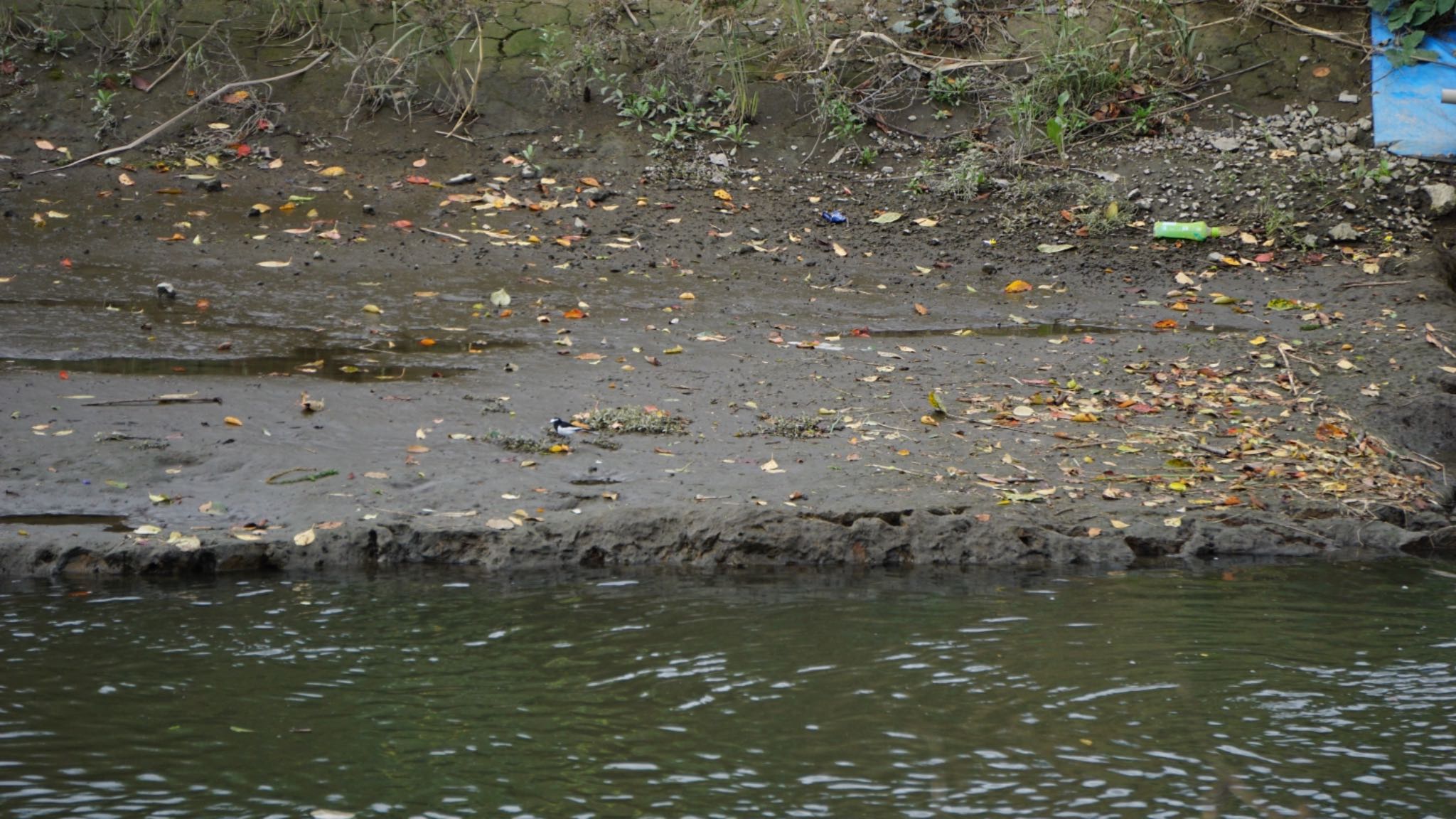 芝川第一調節池(芝川貯水池) セグロセキレイの写真 by ツピ太郎