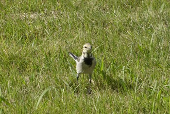 White Wagtail Ukima Park Sat, 10/24/2020