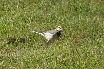 White Wagtail Ukima Park Sat, 10/24/2020