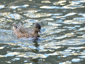 Sat, 10/24/2020 Birding report at 東京都港区