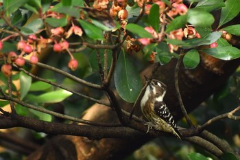 Japanese Pygmy Woodpecker Unknown Spots Fri, 10/23/2020