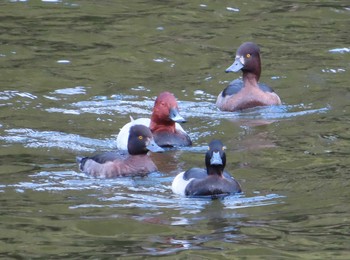 2020年10月24日(土) 井の頭恩賜公園の野鳥観察記録