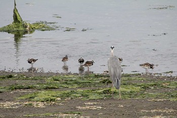 キョウジョシギ 谷津干潟 2016年8月14日(日)