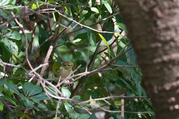 2020年10月24日(土) 葛西臨海公園の野鳥観察記録