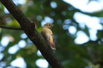 Narcissus Flycatcher Kasai Rinkai Park Sat, 10/24/2020