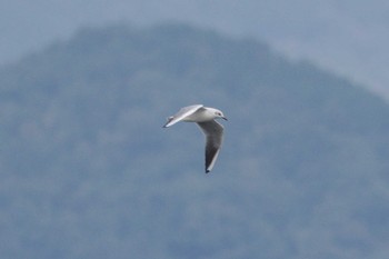 ユリカモメ 矢橋帰帆島 (滋賀県草津市) 2020年10月17日(土)